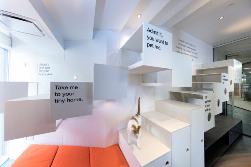 曼哈顿动物协会收养所设计