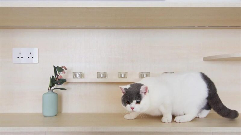 sim-plex | 香港“宠物游乐场”公寓