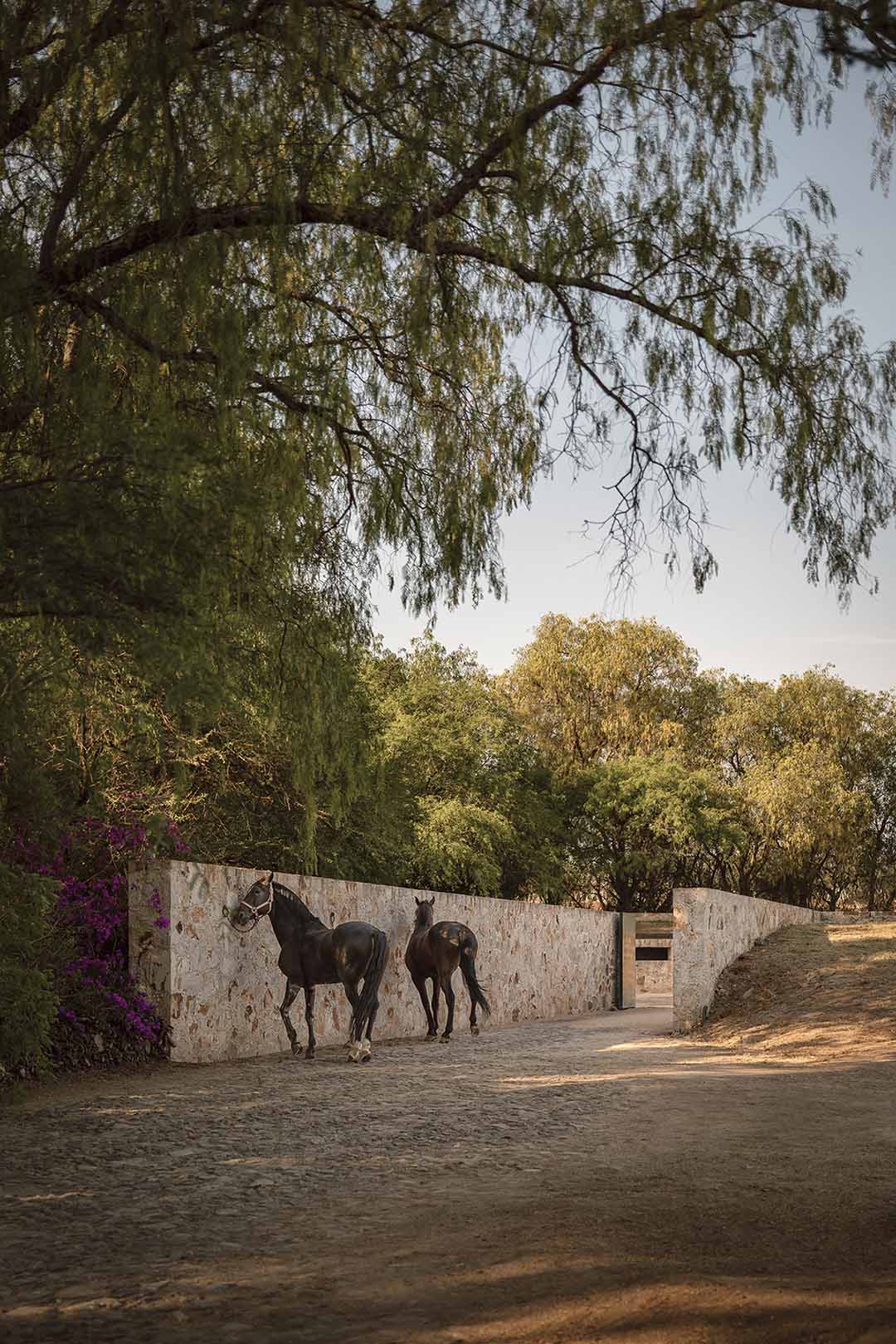 Cosmos,马场设计,墨西哥,马术训练场设计案例,极简主义,极简风格
